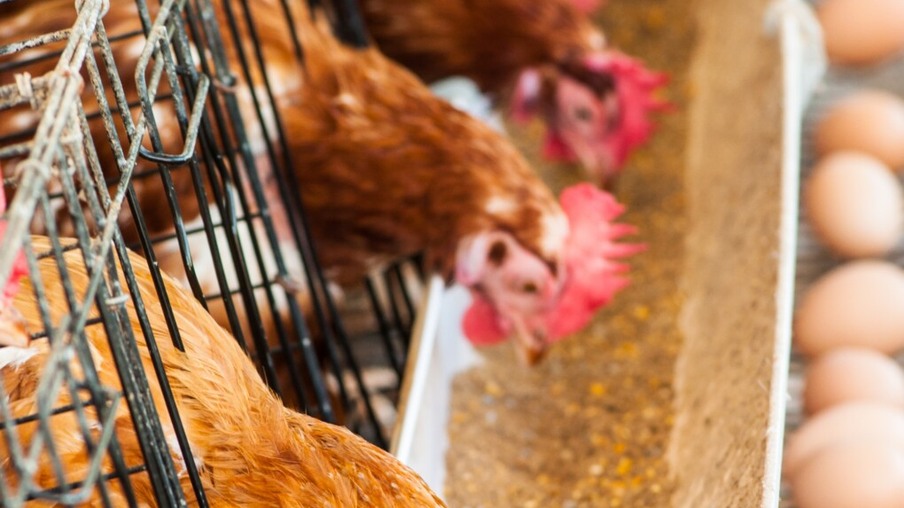 Mercado de aves e ovos enfrenta desafios com os preços dos grãos em alta