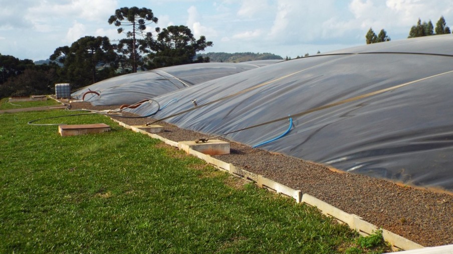 Biogás cresce como solução nas granjas de suínos