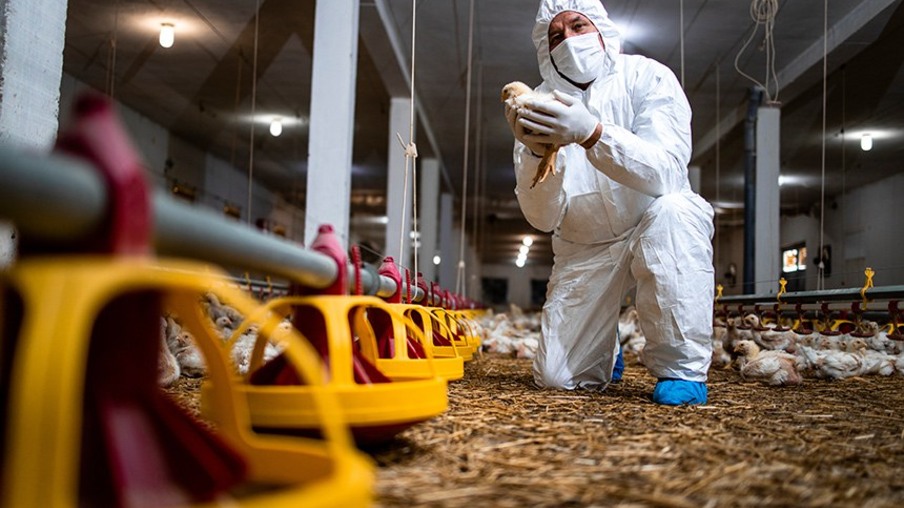 Cerca de 1 milhão de aves serão sacrificadas em fazenda de Minnesota devido à gripe aviária