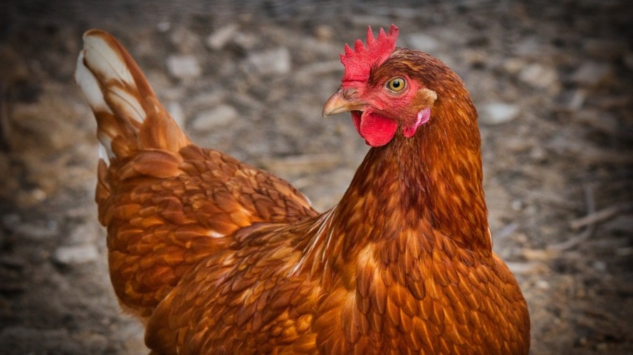 Cientistas criam galinhas geneticamente modificadas imunes à gripe aviária