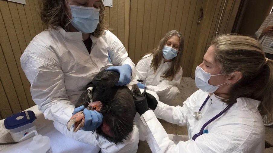 EUA realizam testes promissores de vacinas contra gripe aviária em condores