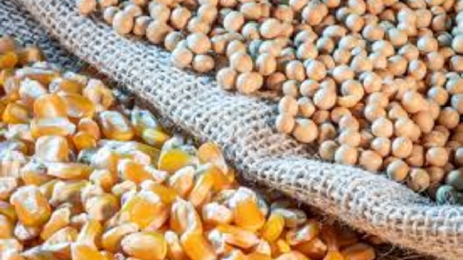 Brasil supera EUA como maior fornecedor de milho e soja para a China em 2024