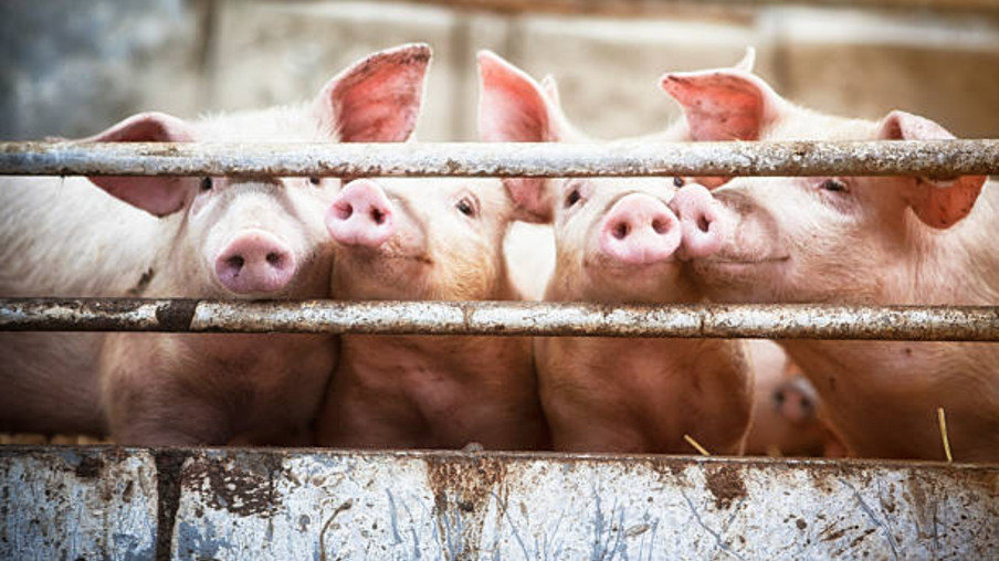 USDA ajusta para cima previsões de exportação de suínos vivos do Canadá