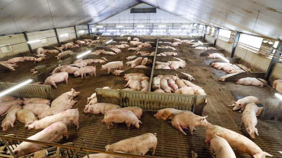 Polônia lança programa de reconstrução da indústria suína