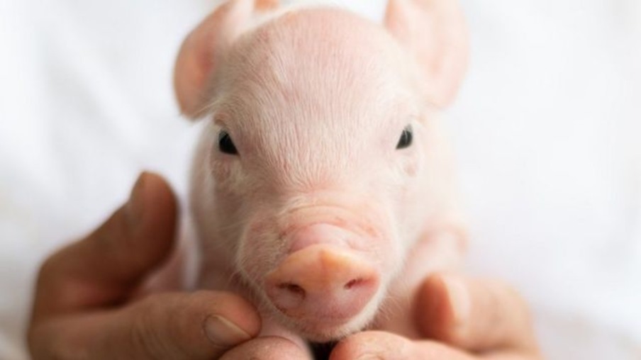 Parceria milionária com IZ foca em pesquisa de suínos geneticamente modificados para transplantes