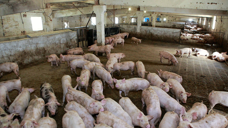 This pig farm in Ukraine renovated cattle sheds to be suitable for finisher pigs.