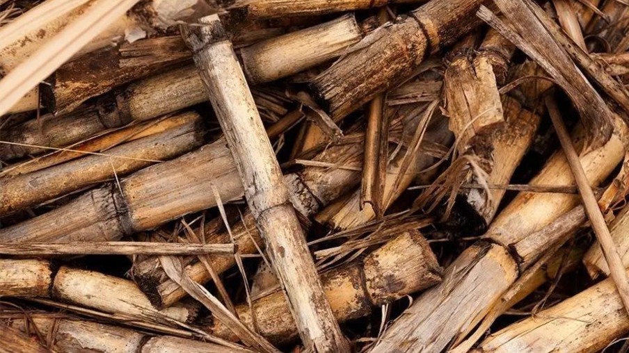 Pesquisa da Esalq-USP aprimora processo de fermentação da biomassa da cana