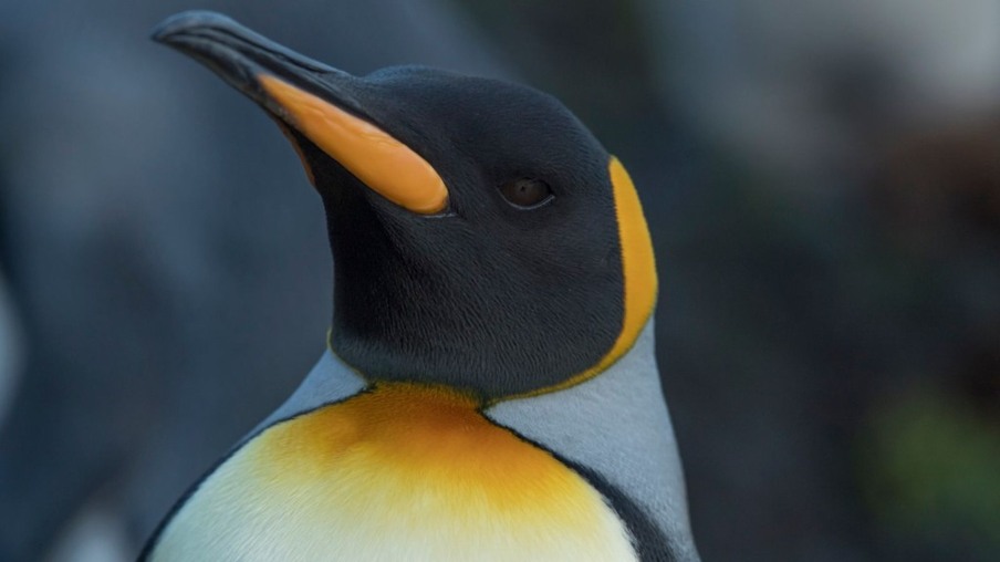 Primeiro caso suspeito de pinguim-rei morto por gripe aviária é registrado na Antártica