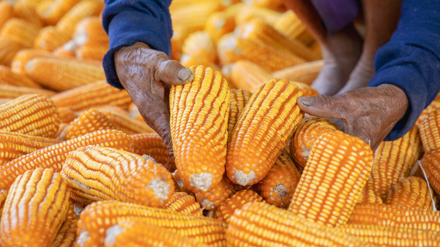Preço da saca de milho no Brasil cai 15,61% em janeiro