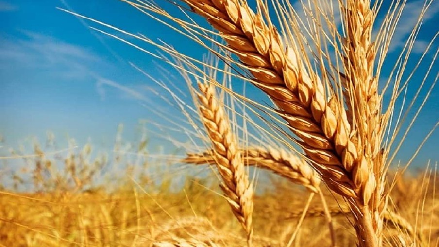 USDA eleva projeção para safra de trigo, exercendo pressão nos preços em chicago