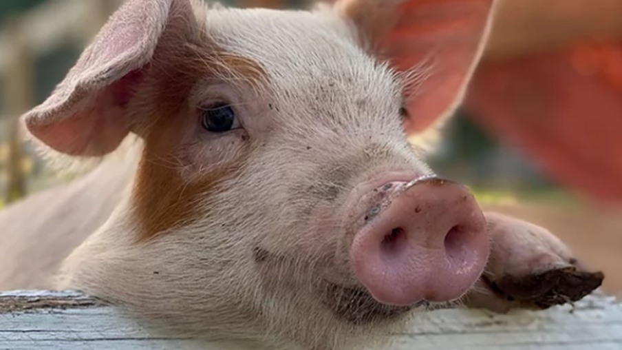 Redução da mortalidade de porcas na América do Norte é desafio
