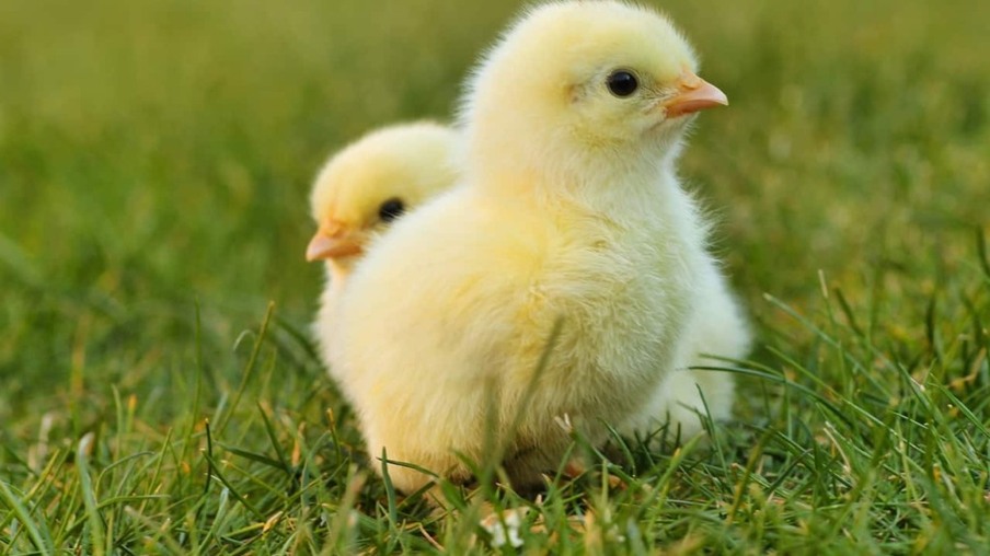 Apesar do crescimento em volume, receita das exportações de genética avícola sofre queda, segundo ABPA