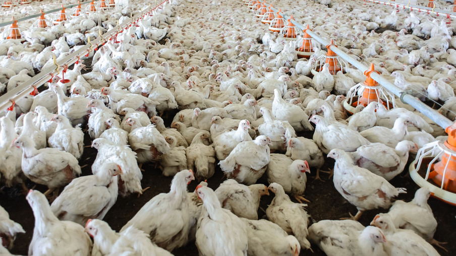 Produção avícola nacional passa por rigorosos testes para assegurar ausência de doenças