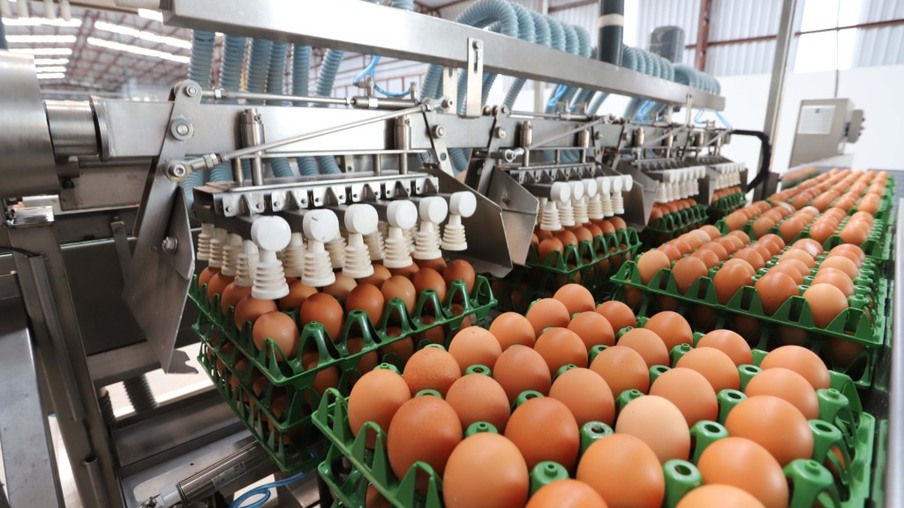 Paran registra crescimento de 72% na produo de ovos em dez anos