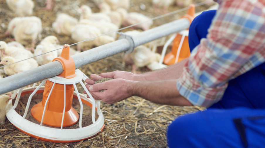 Como dados de sensoriamento ajudam a avicultura de corte