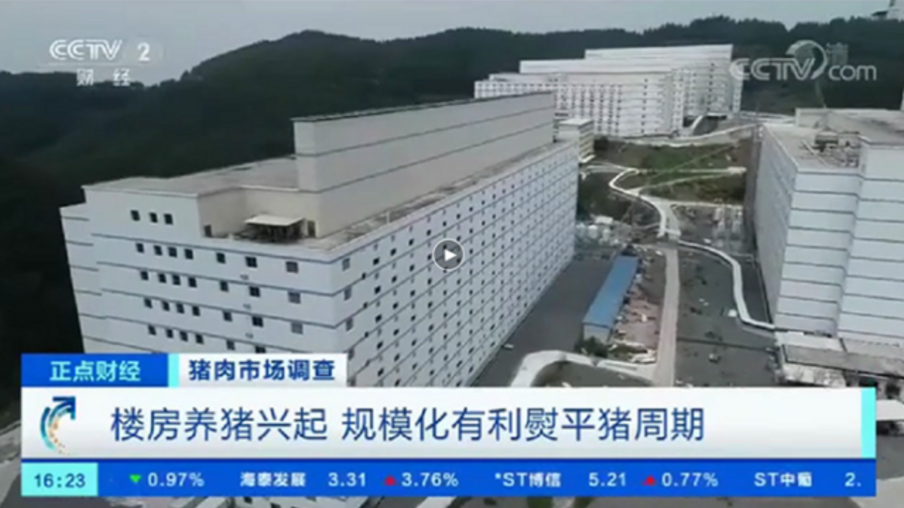China está criando suínos em prédios de até 13 andares