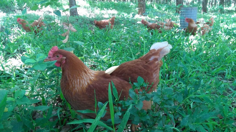 Estudo da Esalq/USP cria galinhas em sistema similar a uma floresta