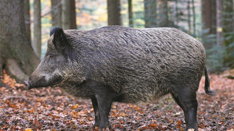 Na Itália, peste suína em javalis preocupa indústria de suínos