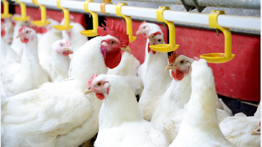 Com plantel de 22 milhões de aves, avicultura gera 8,8 mil empregos diretos em MS