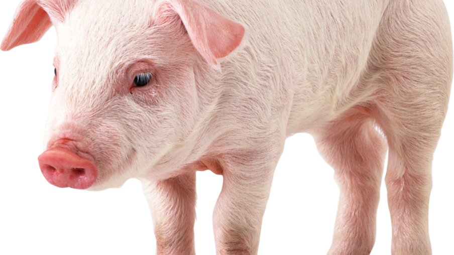 Preço do suíno recua até 10% em fevereiro