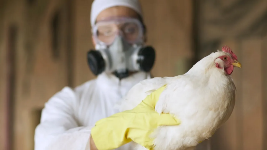 Iowa relata mais casos de gripe aviária, com mais de 1 milhão de aves afetadas