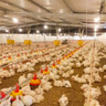 Panorama do Mercado de Carne de frango no Brasil e no Mundo: Principais Tendências