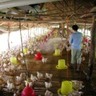Avicultores da Bolívia pedem reunião com governo para dar estabilidade à produção de frango