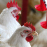 Rússia propõe proibição de aves criadas ao ar livre para prevenir doenças