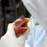 Comienza vacunación masiva en granjas estatales mexicanas para prevenir influenza aviar
