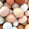 Preços dos ovos sofrem queda em abril, segundo Cepea