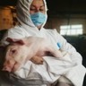 PSA na Europa: 3 mil casos em suínos desde maio de 2023