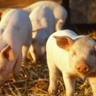 Casos de peste suína clássica no Piauí levantam alerta para evitar disseminação da doença