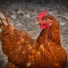Bélgica registra surto de gripe aviária em fazenda perto da fronteira francesa
