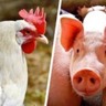 CNA discute estratégias para prevenir influenza aviária e peste suína clássica