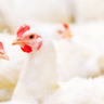 Influenza aviária: ABPA lança nova fase de campanha que aborda retorno à propriedade