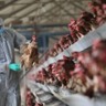 MAPA autoriza contratação temporária para auxiliar no combate à gripe aviária
