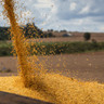 Mercado de milho brasileiro registra variações leves em março