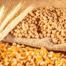 Ucrânia reprime operações ilegais de exportação de grãos; preocupações com a sobrevivência da indústria