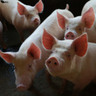 Aumento nas cotações do suíno vivo reflete crescente demanda para as festas de fim de ano