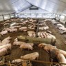 Polônia lança programa de reconstrução da indústria suína