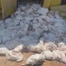 Onda de calor mata mais de 5 mil frangos em criadouro no interior de MG