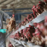 Japão confirma o quarto surto de gripe aviária nesta temporada