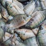 Peixe BR questiona MAPA sobre os riscos e custos relacionados à importação de tilápia do Vietnã