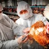 Surto de gripe aviária atinge fazenda de galinhas poedeiras no Peru