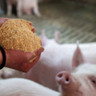 Farmer holding dry feed in hands in front of pigs in barn
