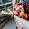 Bélgica reconquista status de país livre de influenza aviária, segundo autoridades