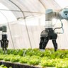 Agro digital: Inteligência Artificial e a evolução do agronegócio
