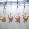 Controvérsia sobre velocidade de linha em processamento de aves nos EUA prossegue com ações judiciais