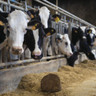 Surto de influenza aviária em vacas leiteiras nos EUA acende alerta para saúde animal