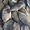 Empresas do setor de pescados anunciam fusão e promete transformar o mercado